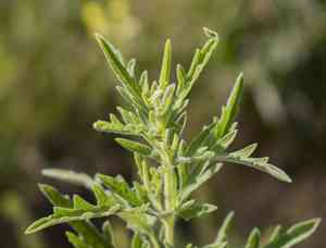 Cuman ragweed(Ambrosia psilostachya)