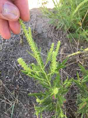 Cuman ragweed(Ambrosia psilostachya)