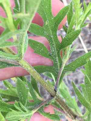 Cuman ragweed(Ambrosia psilostachya)