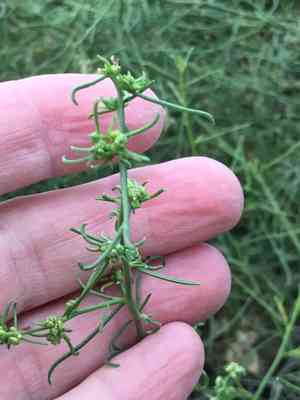 Common burrobrush(Ambrosia salsola)