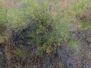 Common burrobrush(Ambrosia salsola)