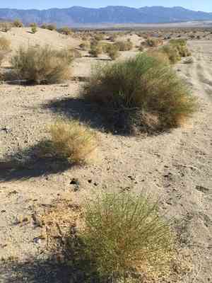 Common burrobrush(Ambrosia salsola)