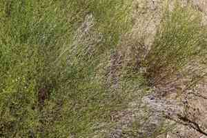 Common burrobrush(Ambrosia salsola)
