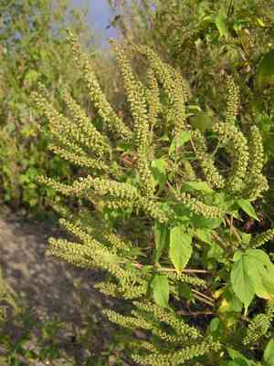 Giant ragweed(Ambrosia trifida)