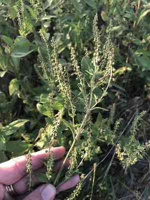 Giant ragweed(Ambrosia trifida)