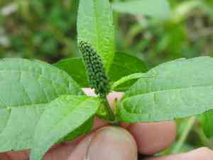 Giant ragweed(Ambrosia trifida)