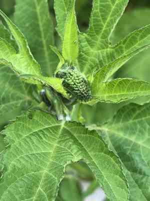 Giant ragweed(Ambrosia trifida)