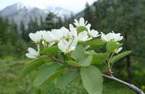 Western serviceberry(Amelanchier alnifolia)