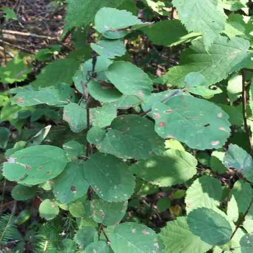 Western serviceberry(Amelanchier alnifolia)