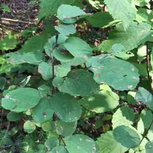 Western serviceberry(Amelanchier alnifolia)
