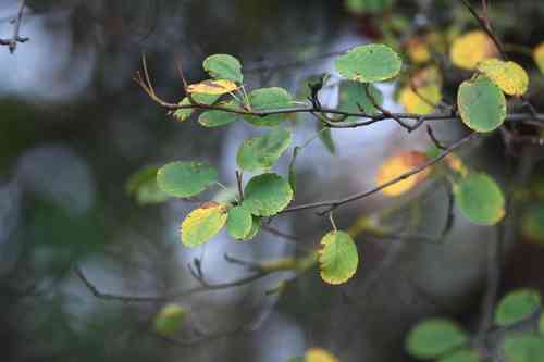 Western serviceberry(Amelanchier alnifolia)