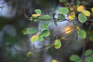 Western serviceberry(Amelanchier alnifolia)