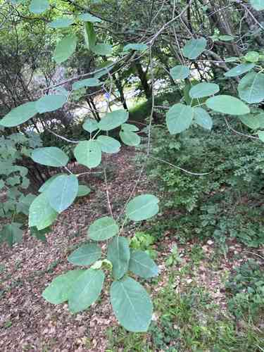 Common serviceberry(Amelanchier arborea)