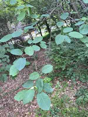 Common serviceberry(Amelanchier arborea)