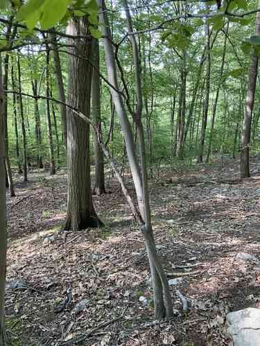 Common serviceberry(Amelanchier arborea)