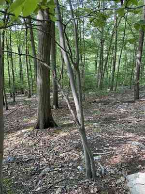 Common serviceberry(Amelanchier arborea)