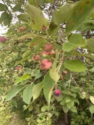 Common serviceberry(Amelanchier arborea)
