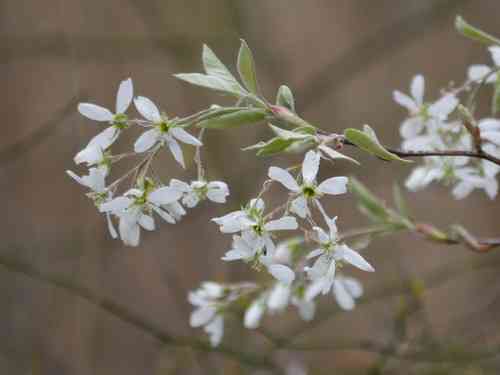 Common serviceberry(Amelanchier arborea)