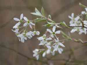 Common serviceberry(Amelanchier arborea)
