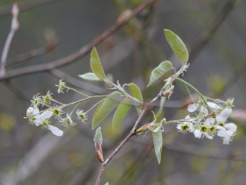 Common serviceberry