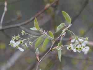 Common serviceberry(Amelanchier arborea)