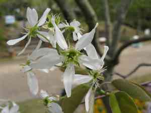 Asian serviceberry(Amelanchier asiatica)