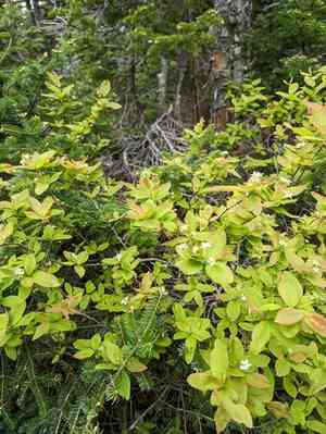 Oblongfruit serviceberry(Amelanchier bartramiana)
