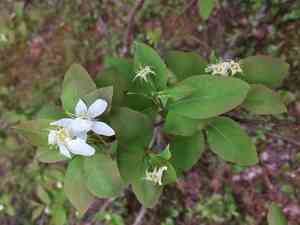 Oblongfruit serviceberry(Amelanchier bartramiana)