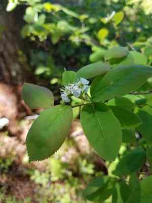 Oblongfruit serviceberry(Amelanchier bartramiana)