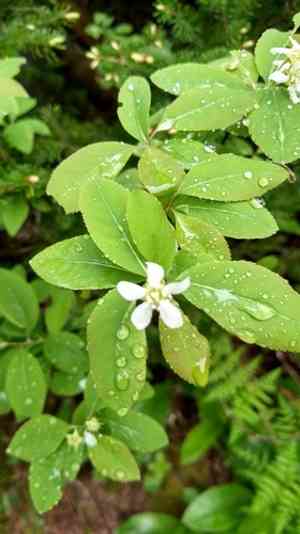 Oblongfruit serviceberry(Amelanchier bartramiana)