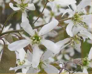 Canadian serviceberry(Amelanchier canadensis)