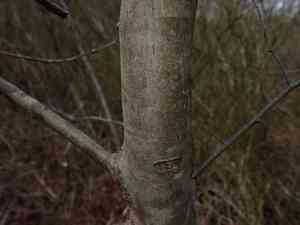 Canadian serviceberry(Amelanchier canadensis)