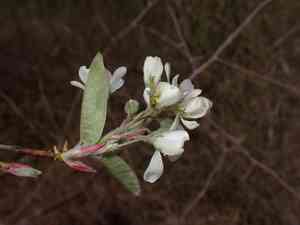 Canadian serviceberry(Amelanchier canadensis)