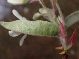 Canadian serviceberry(Amelanchier canadensis)