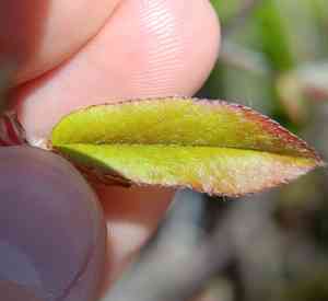 Canadian serviceberry(Amelanchier canadensis)