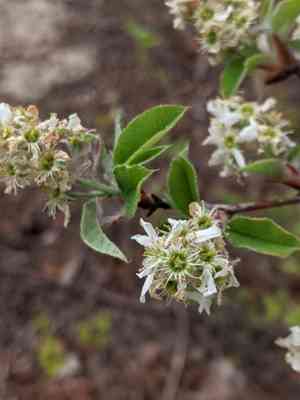Low serviceberry(Amelanchier humilis)