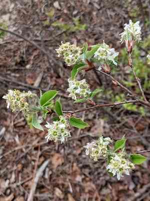 Low serviceberry(Amelanchier humilis)