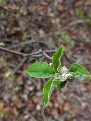 Low serviceberry(Amelanchier humilis)