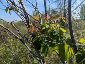Inland serviceberry(Amelanchier interior)