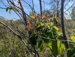 Inland serviceberry(Amelanchier interior)