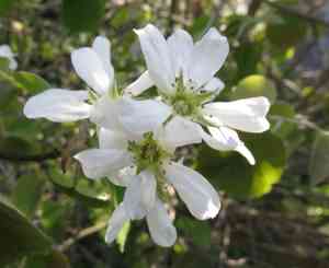 Inland serviceberry(Amelanchier interior)