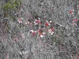 Allegheny serviceberry(Amelanchier laevis)