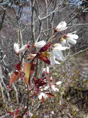 Allegheny serviceberry(Amelanchier laevis)