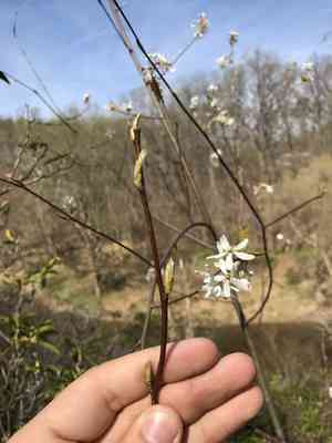 Allegheny serviceberry(Amelanchier laevis)