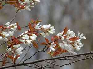 Allegheny serviceberry(Amelanchier laevis)