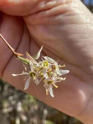 Running serviceberry(Amelanchier stolonifera)