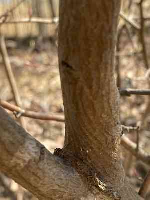 Running serviceberry(Amelanchier stolonifera)