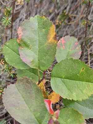 Running serviceberry(Amelanchier stolonifera)