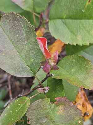 Running serviceberry(Amelanchier stolonifera)