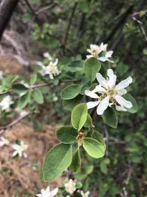 Utah Serviceberry(Amelanchier utahensis)